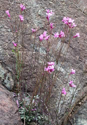 Arabis aculeolata