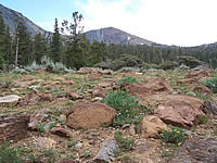 Mt. Eddy serpentine outcrop with tufts of yellow lupine, pink-white flowered waterleaf, and angelica.