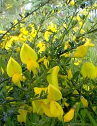 scotch broom stems and flowers.