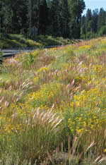 forest roadside revegetated with native plant species.