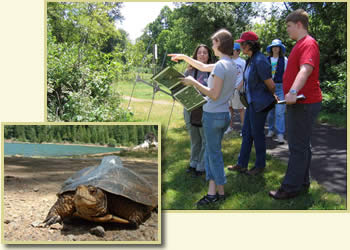 group of men and women looking at a wetlands habitat having a discussion with a smaller picture overlaid in the lower left corner of a western pond turtle.