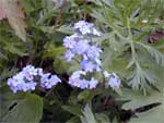 Forget me not, Myosotis alpestris.