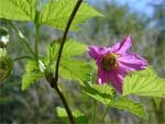 Salmonberry, Rubus spectabilis.