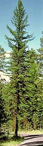 Western larch.