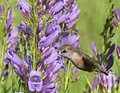 hummingbird and a flower.