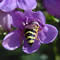 Yellow jacket entering a flower.