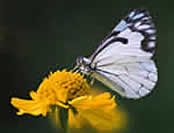 Pine White Butterfly on a flower from the Aster family.