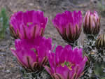 Kuenzler's hedgehog cactus.