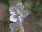 Apache plume.