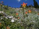 Western columbine, Aquilegia formosa.