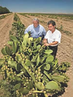 ARS plant/soil scientist Gary  Bañuelos and grower John Diener survey prickly pear cactus growing in poor-quality soil.