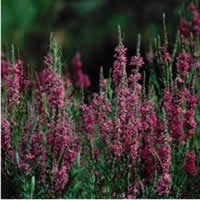 purple loosestrife.