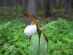 Thumbnail Mountain ladyslipper orchid wallpaper.