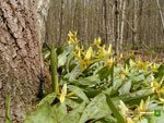 Thumbnail Dogtooth violet wallpaper.