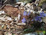 Thumbnail Hepatica wallpaper.