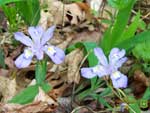 Thumbnail dwarf iris wallpaper.