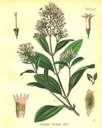 Cinchona calisaya illustration.