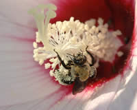 A bumblebee collecting pollen from a flower.