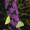 Sulfur moths on blazing star.