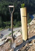 shovel and seedling in a tubular tree shelter.