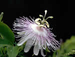 purple passion flower.