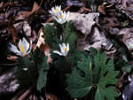 bloodroot.