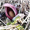 skunk cabbage