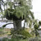 lichen-draped tree on the western coast of the United States