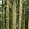 Alectoria sarmentosa, witch's hair, on Douglas-fir trees