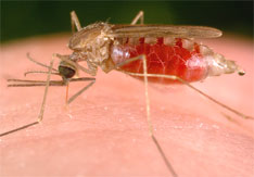 Anopheles freeborni mosquito pumping blood