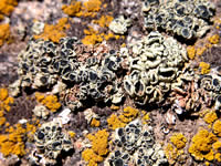 Lecanora garovaglii, gray crust.