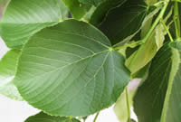 American basswood leaves.