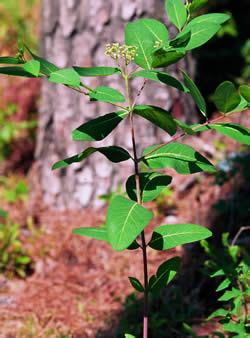 Indian Hemp (Apocynum cannabinum).