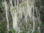 Usnea longissima