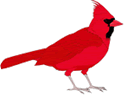 cardinal