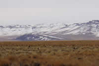 sage grouse.