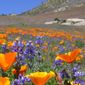 A field of California Poppies and other widflowers
