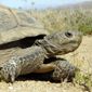 Desert Tortoise