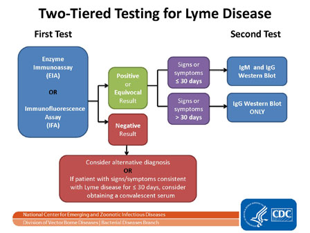 The two-Tier testing decision tree describes the steps required to properly test for Lyme disease.