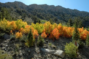 [Photo] Fall Colors in the Forest