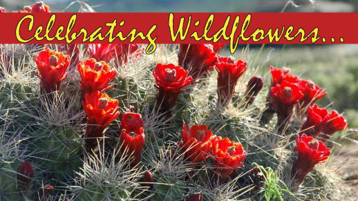 Click to see Wildflower Viewing Areas