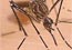 Mosquito image