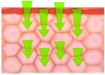 diagram of skin showing Transcellular permeation