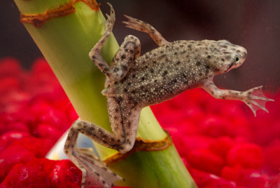 A water frog.