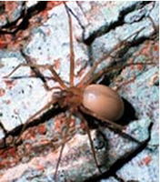 recluse spider