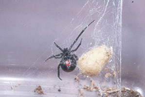 black widow spider