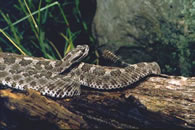 rattlesnake