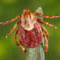 tick on a blade of grass