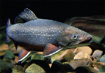 Photo of a brook trout. USFWS image.