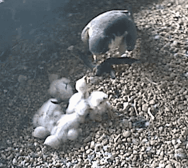 Newly hatched peregrine falcons being fed by their mother. Go to the web cam for not-to-be-missed action!